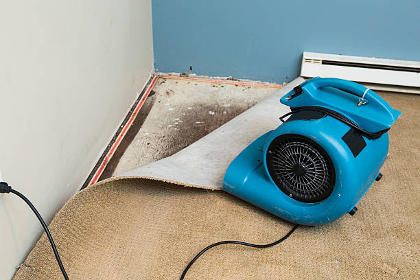 Best Mold removal after water damage  in Braddock, PA